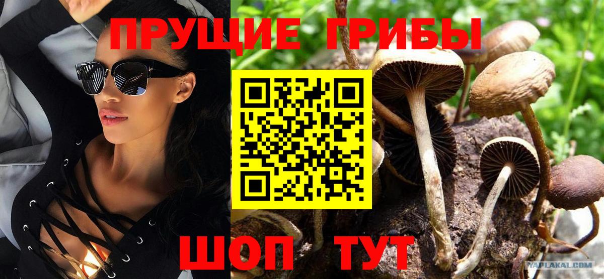 Шарыпово  Псилоцибиновые грибы прущие грибы  даркнет сайт  Вход с VPN 